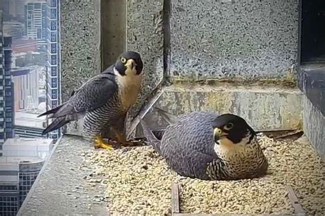 Two eggs from Melbourne's 367 Collins falcon hatch on high.